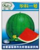Quality | Seedless Watermelon Seed | Grafted Seedlings | China Division One